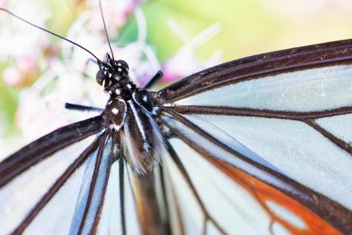アサギマダラの顔アップ アサギマダラの顔アップ アサギマダラ,浅葱斑,渡り蝶の写真素材