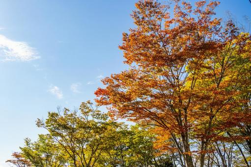 色づく木々⒀ 色づく木々⒀ 葉,秋,色づきの写真素材