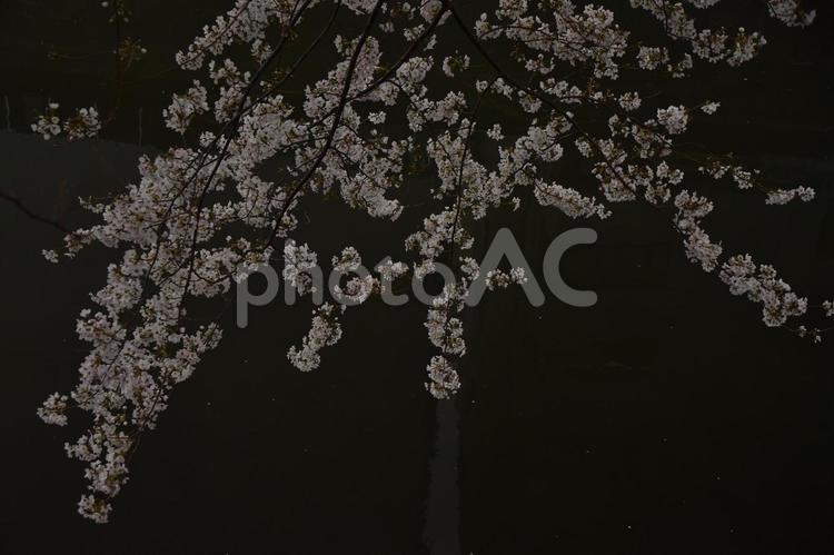 桜の枝 ソメイヨシノ,桜,川面の写真素材