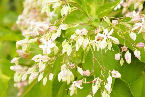 クサギの花 2 クサギの花 2 クサギ,ヤマギリ,臭木の写真素材