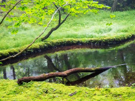Raindrops swaying in the moss garden pond | Morning in Karuizawa, JPG