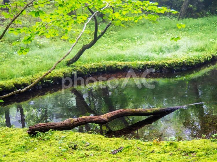 雨粒ゆれる苔庭の池｜軽井沢の朝 苔,苔庭,池の写真素材