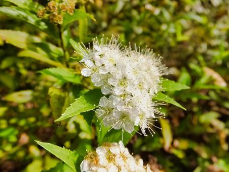 シモツケの花 シモツケの花の写真