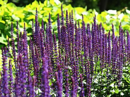 Salvia nemorosa, JPG Salvia nemorosa, JPG