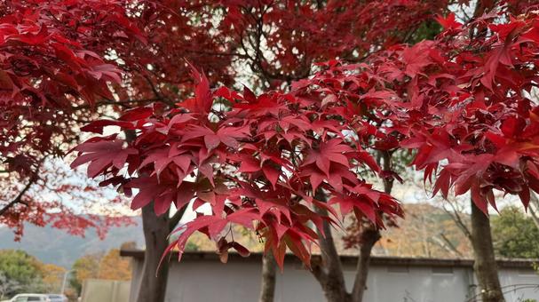 紅葉1 紅葉,秋,色付きの写真素材