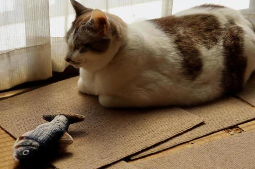 魚のおもちゃと箱座りの猫 白猫,猫,魚のおもちゃの写真素材