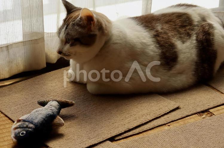 魚のおもちゃと箱座りの猫 白猫,猫,魚のおもちゃの写真素材