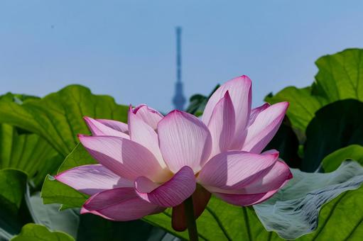 蓮 蓮の写真