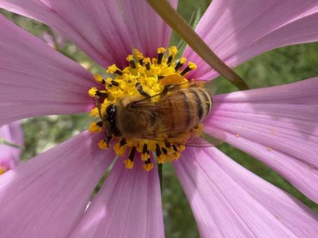 コスモスとミツバチ 05 コスモスとミツバチ 05 蜜蜂,みつばち,成虫の写真素材