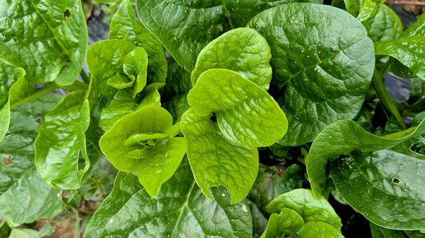 ツルムラサキ ツルムラサキ ツルムラサキ,野菜,葉物野菜の写真素材