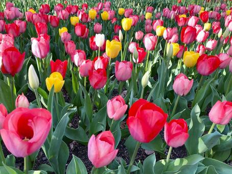 満開のチューリップ チューリップ,花,赤の写真素材