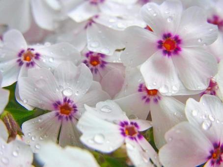 Close-up of Amazing Grace Moss Phlox, JPG