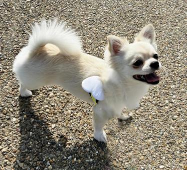 お散歩中のチワワの笑顔 お散歩中のチワワの笑顔 お散歩,チワワ,犬の写真素材