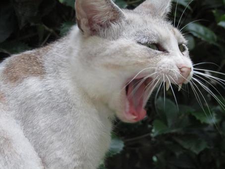 にゃんこ15 にゃんこ15の写真