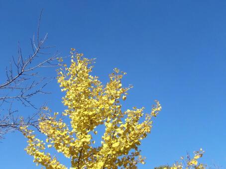 日を浴びるイチョウの葉と雲ひとつない青空 イチョウ,銀杏,葉の写真素材