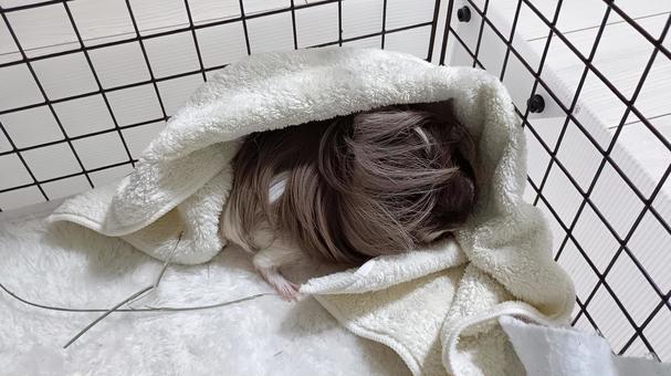 お掃除が終わるのを待つモルモット モルモット,ペット,シェルティの写真素材