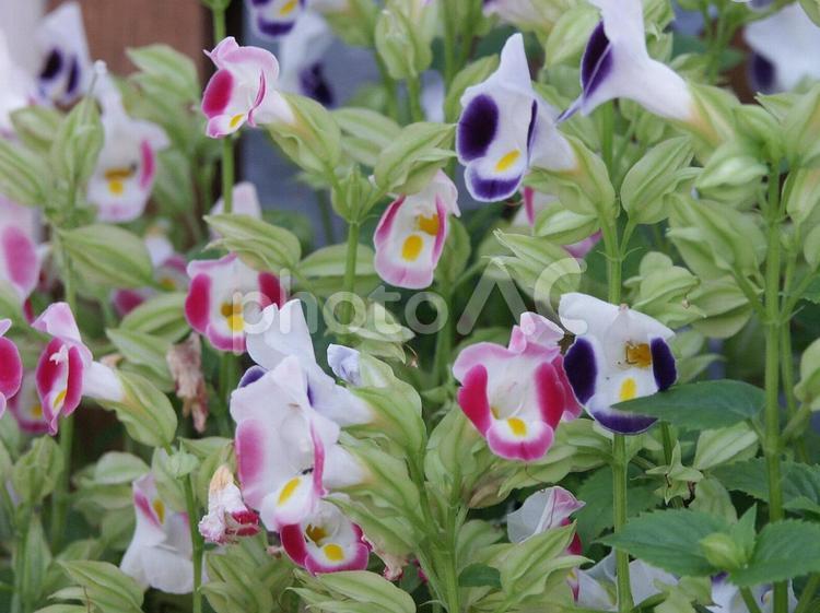 トレニア　の咲く風景 トレニア,フラワー,ユニークな花の写真素材