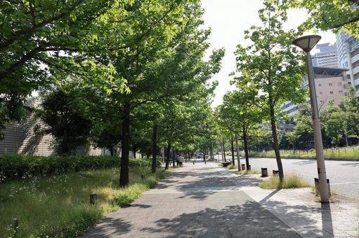 初夏の散歩道 初夏の散歩道 散歩道,自然,植物の写真素材