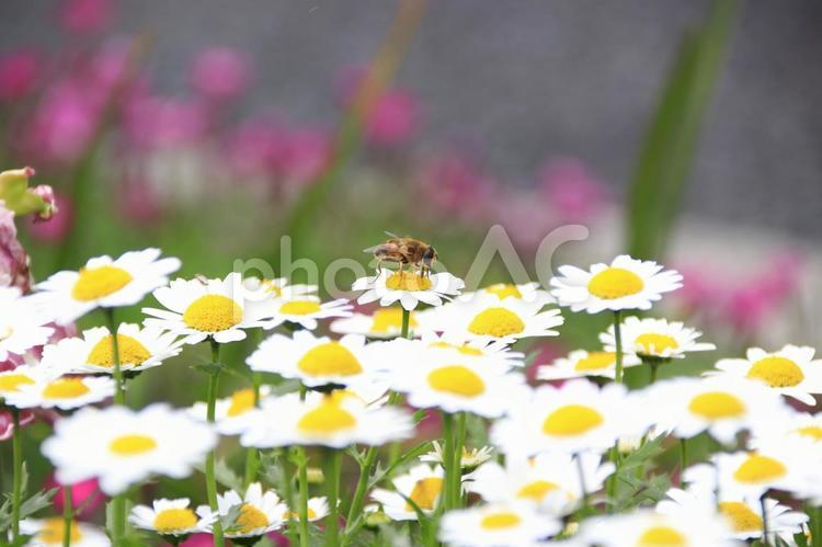 『ハチ』と『花』と『5月』 フラワー,背景,風景の写真素材