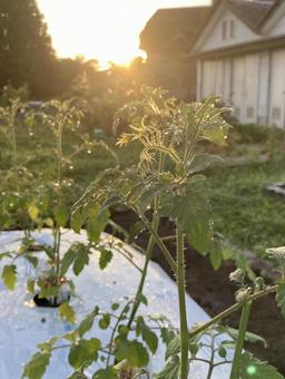 朝露が輝く畑 朝露が輝く畑の写真