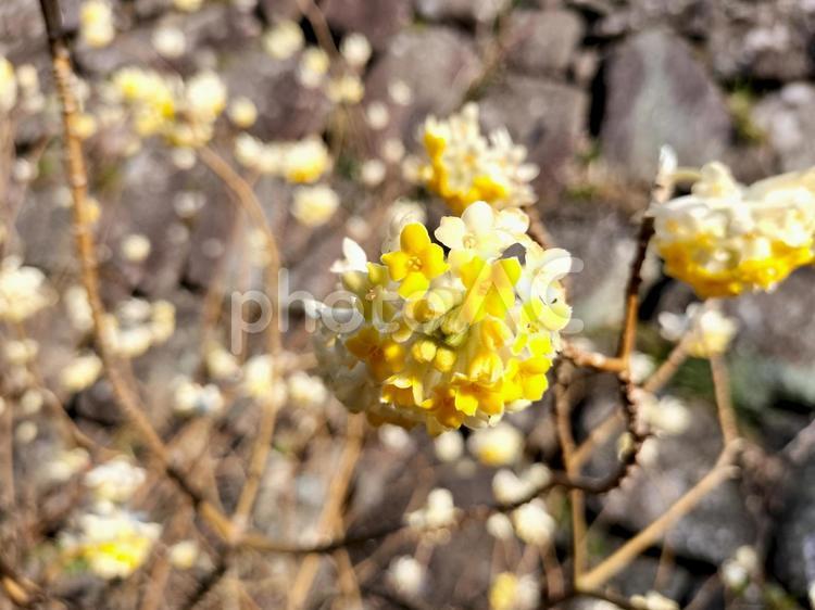 三椏（ミツマタ）の花 三椏,三叉,三又の写真素材