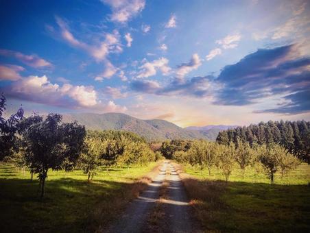 夕暮れの果樹園 マキノ高原,マキノ,滋賀県の写真素材