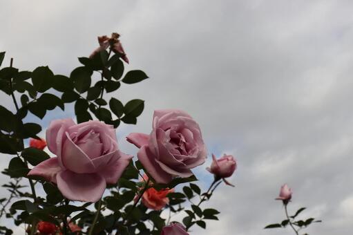 ドイツ生まれの青い薔薇、ブルームーン ドイツ生まれの青い薔薇、ブルームーン 薔薇,花,植物の写真素材