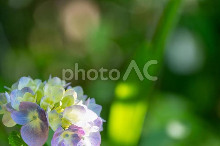 初夏の彩り、アジサイの優雅な輝き アジサイ,紫陽花,花の写真素材