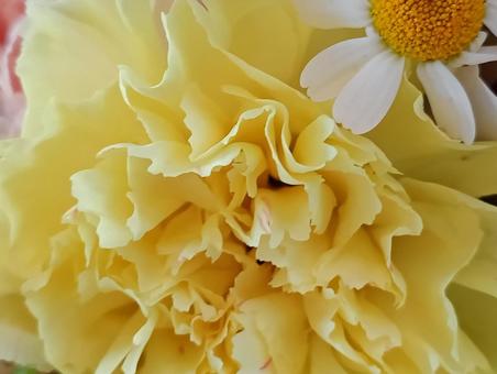 カーネーション 黄色,カーネーション,花びらの写真素材