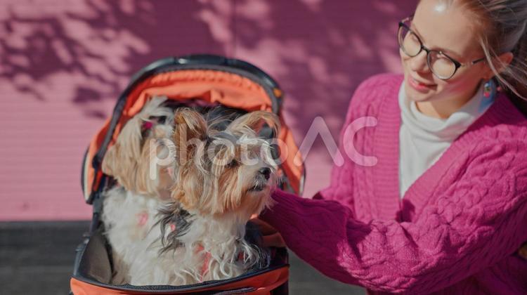 ベビーカーの犬に話す女性 女性,人物,犬の写真素材