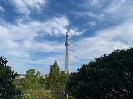 東京スカイツリー 東京スカイツリーの写真