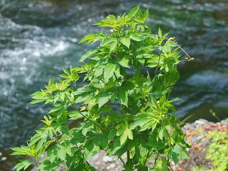 外来種雑草のイメージ素材 外来種雑草のイメージ素材の写真