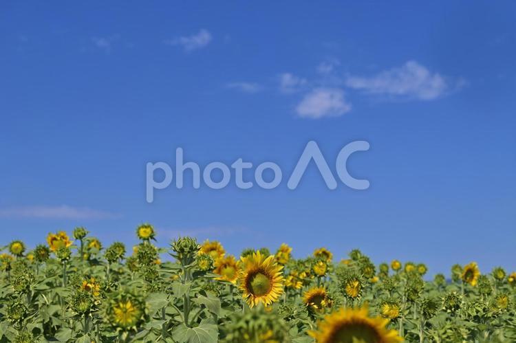 爽やかな青空とひまわり畑　37 ひまわり,向日葵,ヒマワリの写真素材