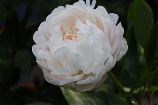 Photo, white, petal, peony, 