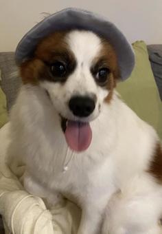 Photo, papillon, dog, pet dog, 