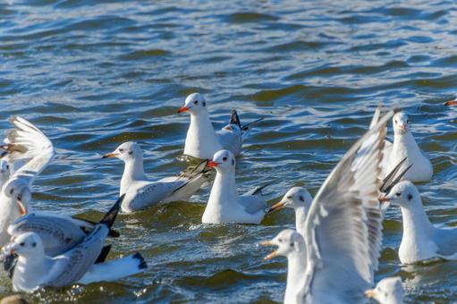 水面に集まるユリカモメたち 水面に集まるユリカモメたちの写真