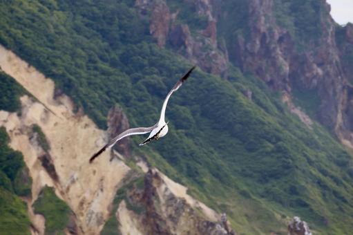空飛ぶウミネコ ウミネコ,カモメ,海鳥の写真素材