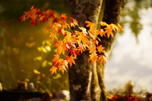 紅葉 紅葉の写真