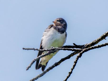枝にとまるツバメ ツバメ,燕,野鳥の写真素材
