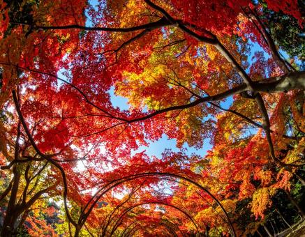 紅葉のトンネル 紅葉のトンネルの写真
