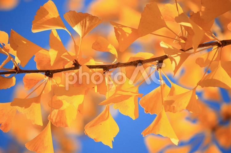 青空とイチョウ　kawa_icho 秋晴れ,カラフル,いちょうの写真素材