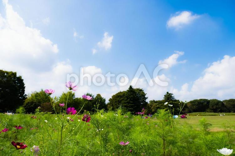 秋晴れの青い空と白い雲とコスモスの花 コスモス,花,青空の写真素材