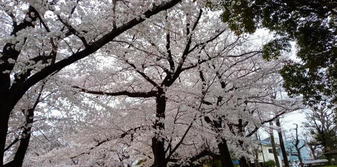 いつかの桜 いつかの桜の写真