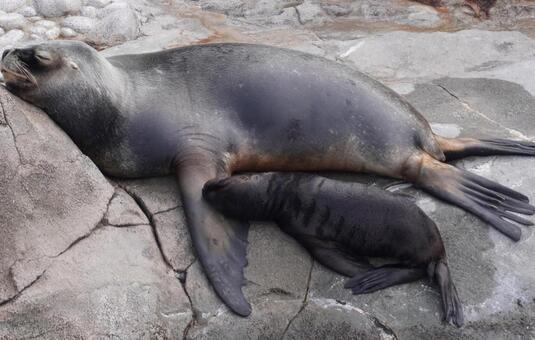 日光浴するオタリアの親子 オタリア,水族館,アクアリウムの写真素材