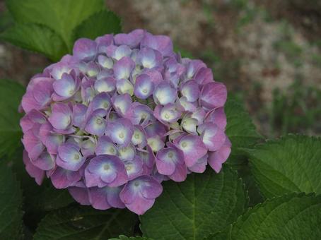 紫陽花 紫陽花の写真