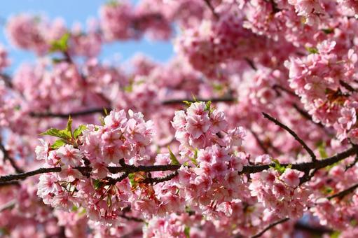 河津桜 河津桜の写真