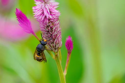 ノゲイトウとオオフタオビドロバチ⑶ ノゲイトウとオオフタオビドロバチ⑶ 花,昆虫,ノゲイトウの写真素材