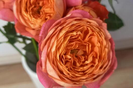 【バラ】みちくさ｜ローズ・スプレー咲き 花,フラワー,バラの写真素材