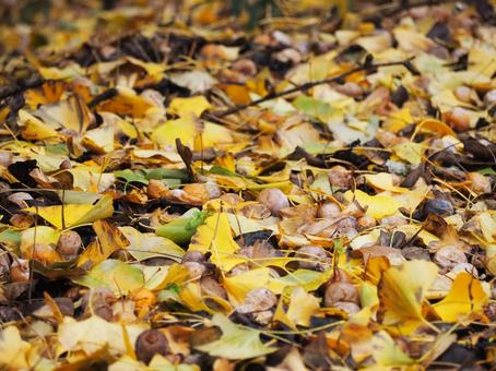 イチョウと銀杏 イチョウ,銀杏,落ち葉の写真素材