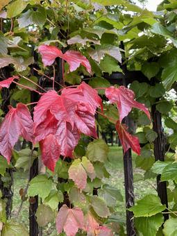 紅葉した葉 紅葉,赤,鮮やかなの写真素材